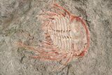 Two Colorful Kettneraspis Trilobite - Timrzit , Morocco #270569-3